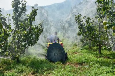 陳區(qū)鎮(zhèn)精心打造“一鎮(zhèn)一業(yè)”推進(jìn)黃梨產(chǎn)業(yè)提檔升級(jí)，助力養(yǎng)生保健食品發(fā)展